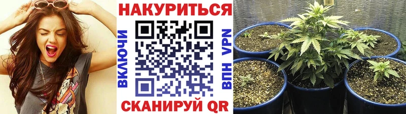 Шишки марихуана Amnesia  Изобильный 
